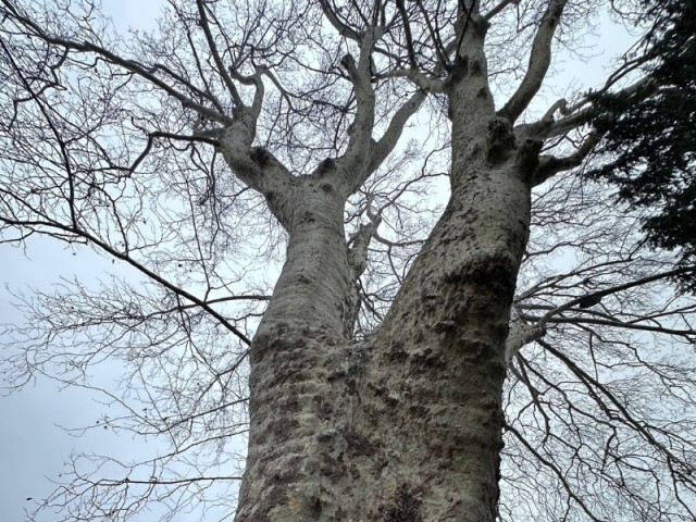 A Living Legacy: The Monumental Trees of Villa I Platani