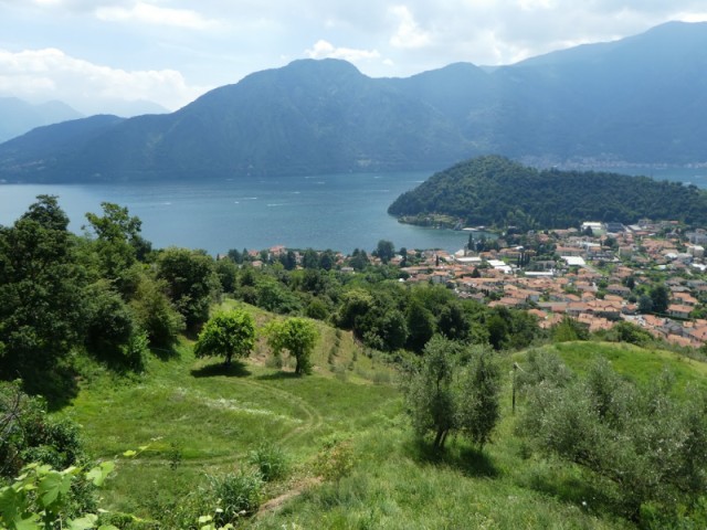 Silver Leaves and Alpine Winds: Rediscovering the Olive Heritage of Lake Como