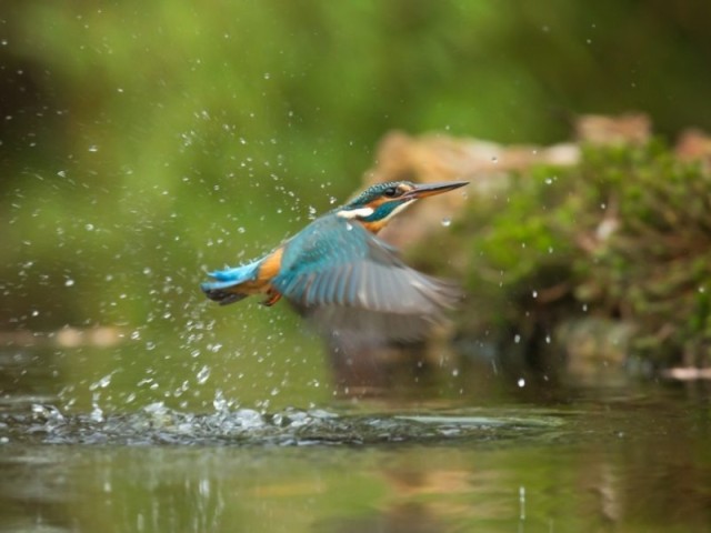 The Silent Migration: Birdwatching at Pian di Spagna